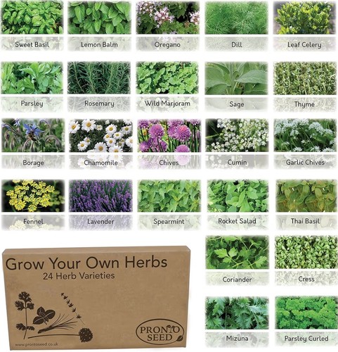 Herb seeds variety pack - 24,