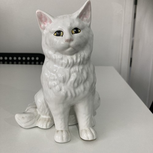 Small white persian cat - white,