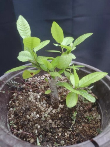 7cm raresucculent plant - 1.7cm,