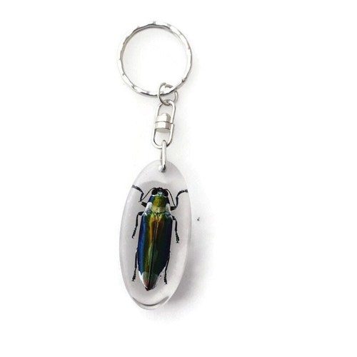 Chrysochroa aurora beetle