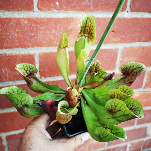 Sarracenia purpurea ssp - sarracenia,