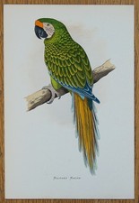 Antique Parrot Print MILITARY MACAW Greene Original Bird Engraving 1884