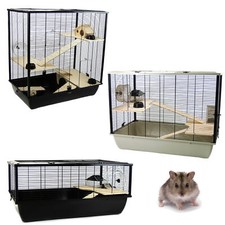 Rat syrian hamster - rat,