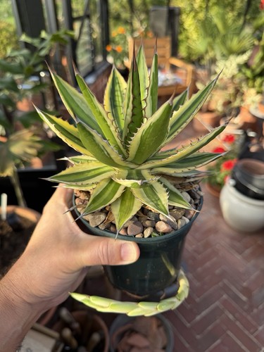 Agave lophantha quadricolor - agave,