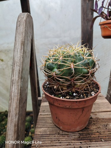Gymnocalycium monvillei cactus - gymnocalycium,