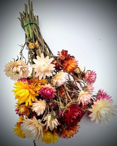 Dried strawflowers with - 30,