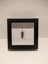Framed Real Insect Specimen