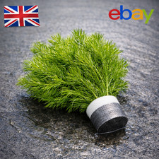 Qty xl bunches - -,