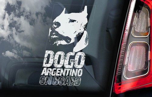 Dogo argentino car - argentino,