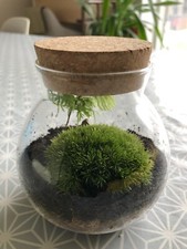 Bun Moss Terrarium With Cork