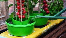 Garden Tomato Plant Halos Patio Grow Bag Watering Tomato Bean Grow  Can Support