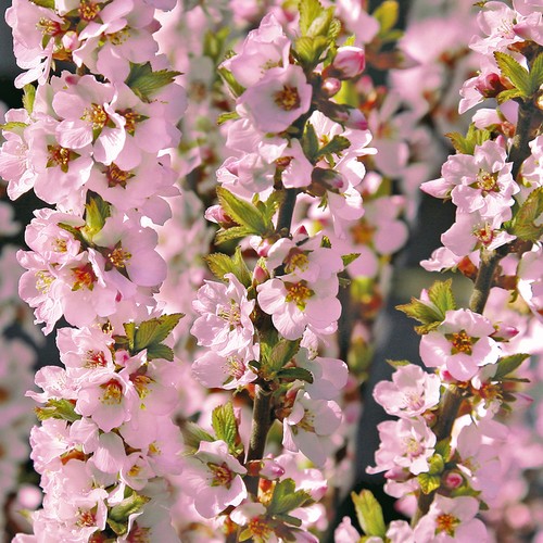 Prunus okame rhs - okame,