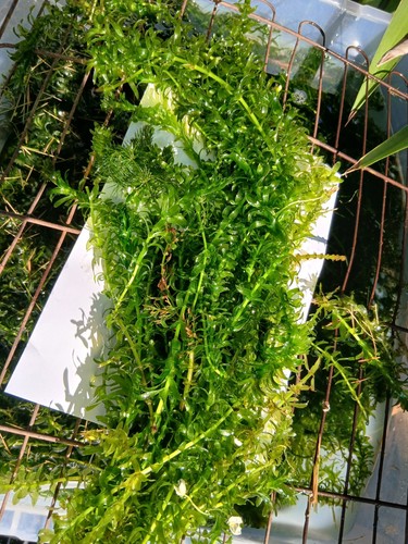 Floating pond plants - pond,