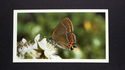 Grandee cigar card - 1,