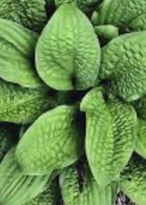 Hosta - Crinkled leather -