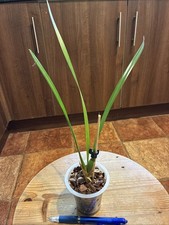 Maxillaria tenuifolia  Species Orchid plant FS Not in bloom