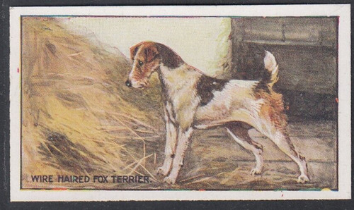 1926 dogs sanders brothers - sanders,