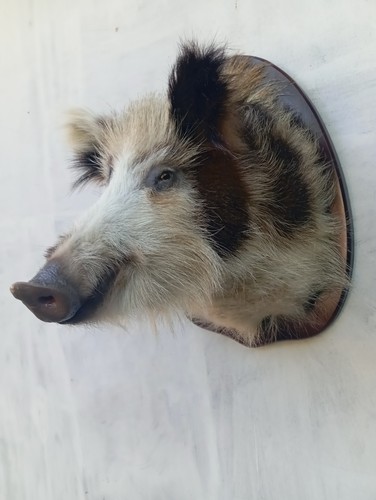 Wild boar taxidermy - wild, head