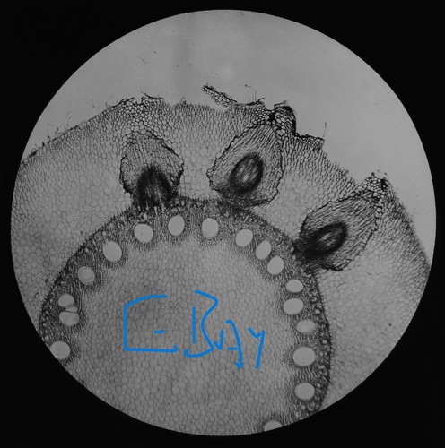Microscope photo maize root - maize,