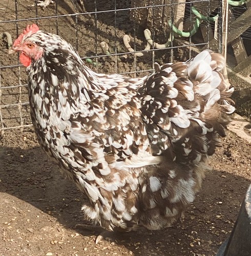 Bym chicken hatching - chicken, eggs