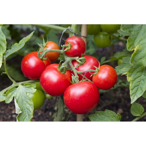 Tomato ailsa craig - ailsa, seeds