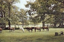 New Forest Ponies  - Unposted