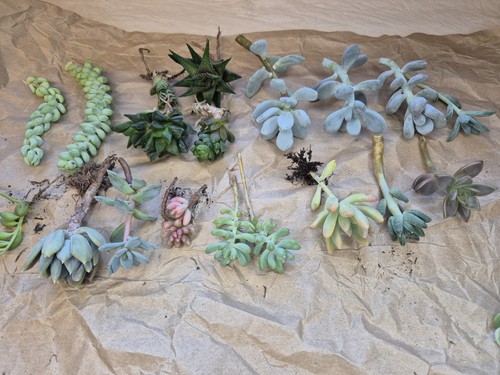 Different succulent - 18,