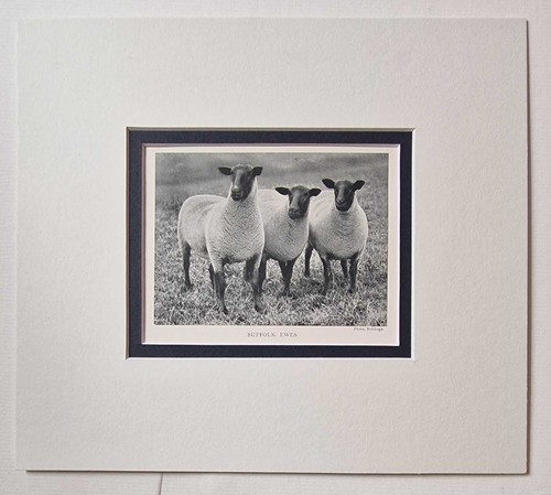 Babbage suffolk ewes - suffolk, ewes,