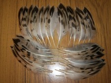 40 MALLARD DUCK TAILS FEATHERS,FLY TYING 3"to4",MILLINERY,HAIR JEWELLERY