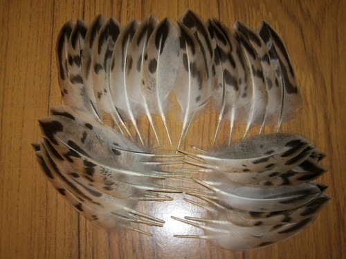 Mallard duck tails - mallard,