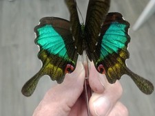 2 Papilio Karna Male A1