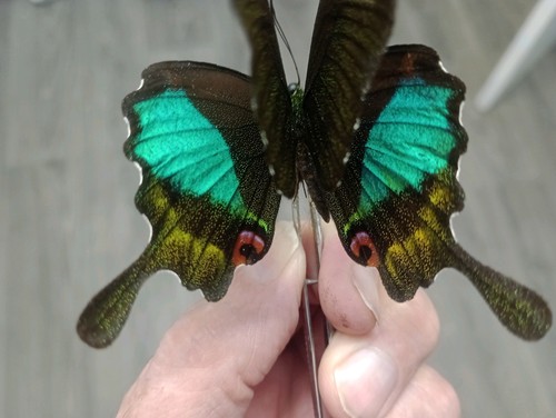 Papilio karna male - 2, a1
