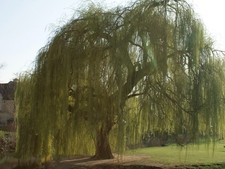 10 weeping willow cuttings