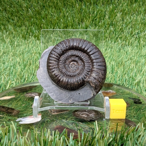Dactylioceras ammonite north - dactylioceras,