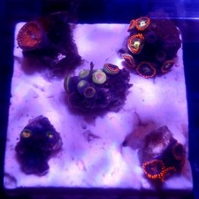 WYSIWYG Coral garden B - 2"x2"