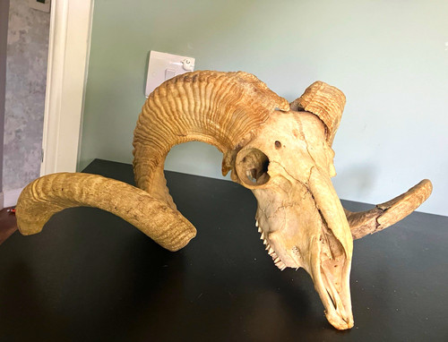 Ram skull with - skull, large