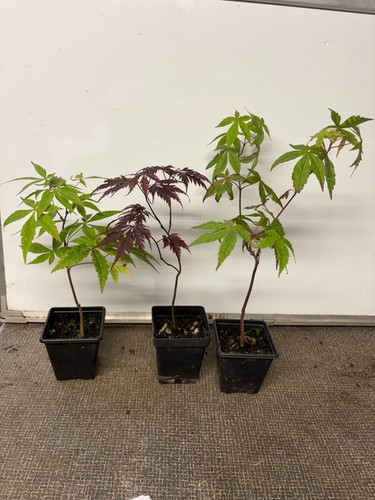 Japanese maples acer - (acer, palmatum