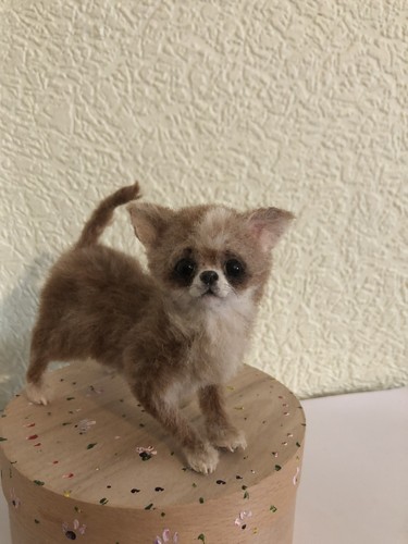 Beautiful chihuahua puppy - chihuahua,