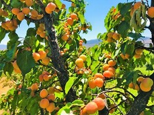 Prunus armeniacum  5 Apricot