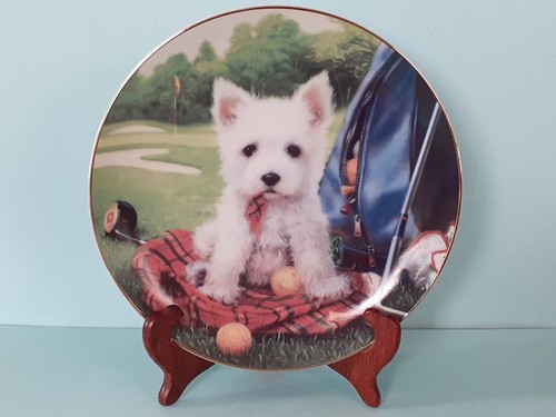 Hole one westie puppy - in,