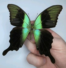Papilio Peranthus Adamantius