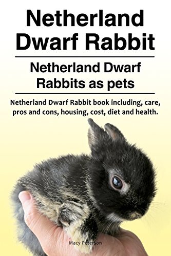Peterson netherland dwarf - netherland,