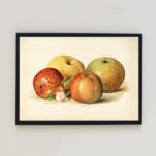 Vintage apples botanical - vintage,