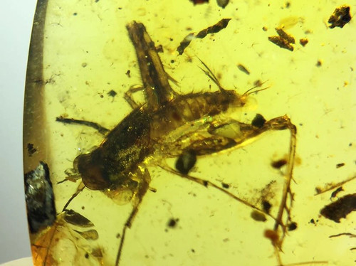 Burmese burmite cretaceous - burmese,