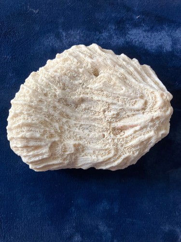 Natural white brain coral - natural,