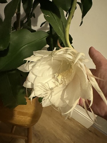 Epiphyllum orchid queen - epiphyllum, 'queen