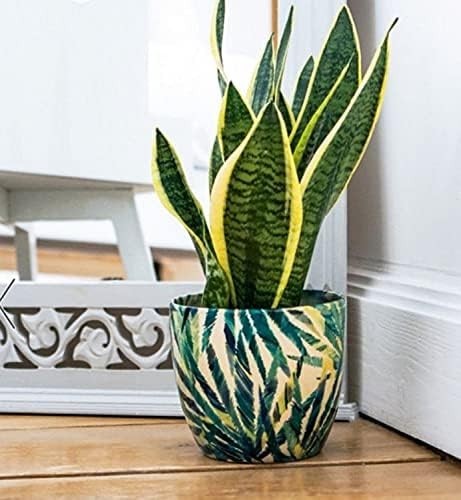 Planter indoor botanical - botanical, fern
