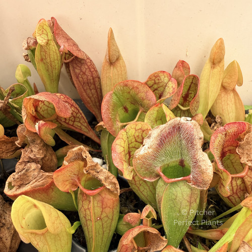 Sarracenia purpurea - ,