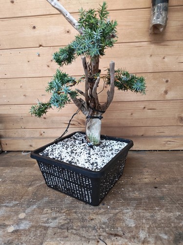 Tanuki needle juniper bonsai - tanuki,