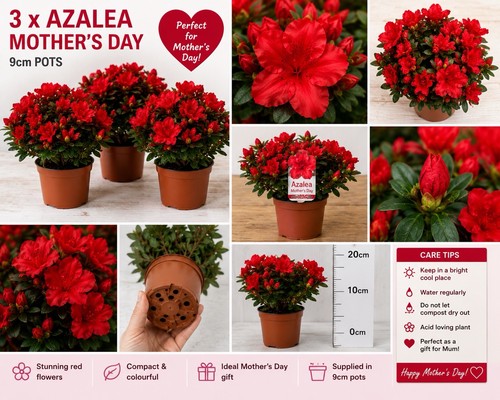 Red azalea mother - red, ‘mother’s